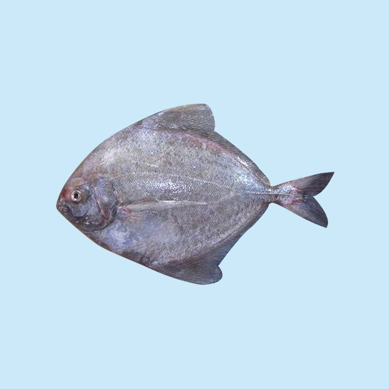 Black Pomfret