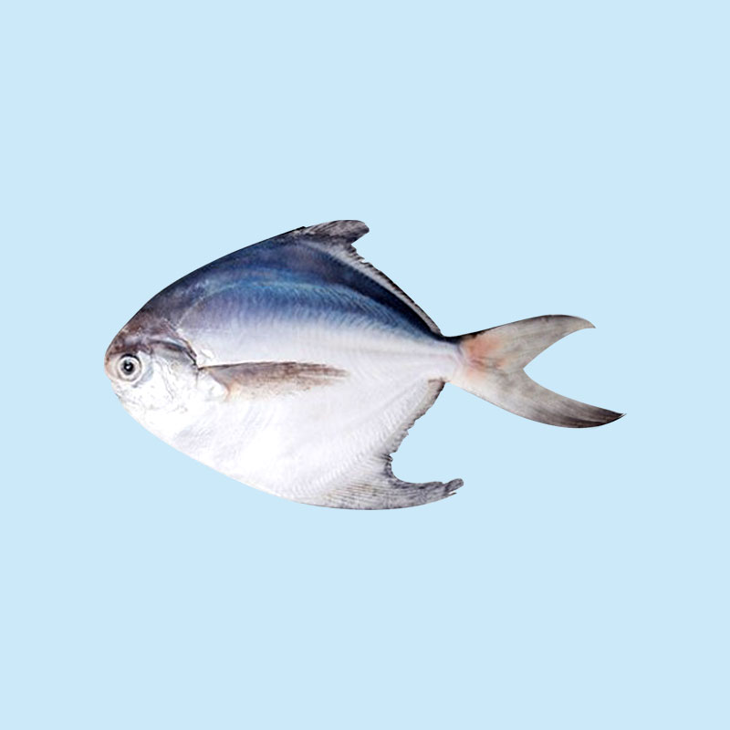 White Pomfret (Silver Pomfret)