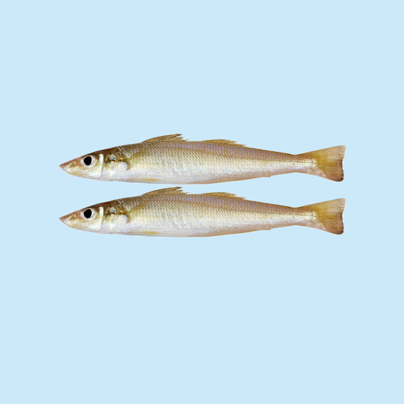 Sillago Fish