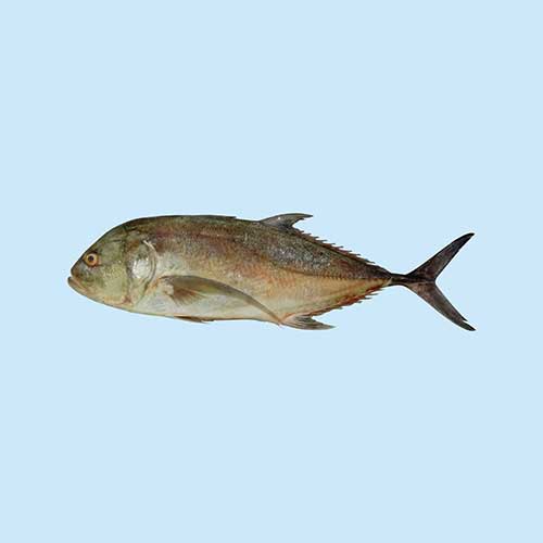 Trevally